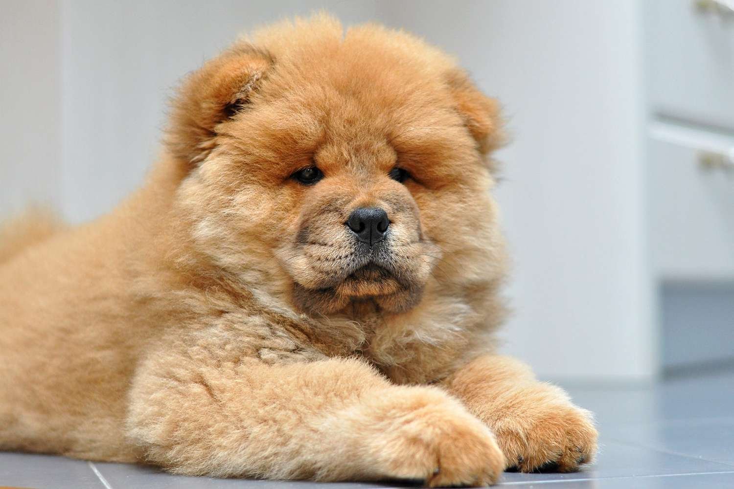 Chow Chow