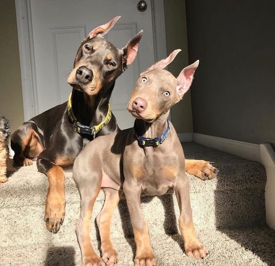 Doberman Pinscher