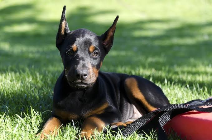 Doberman Pinscher