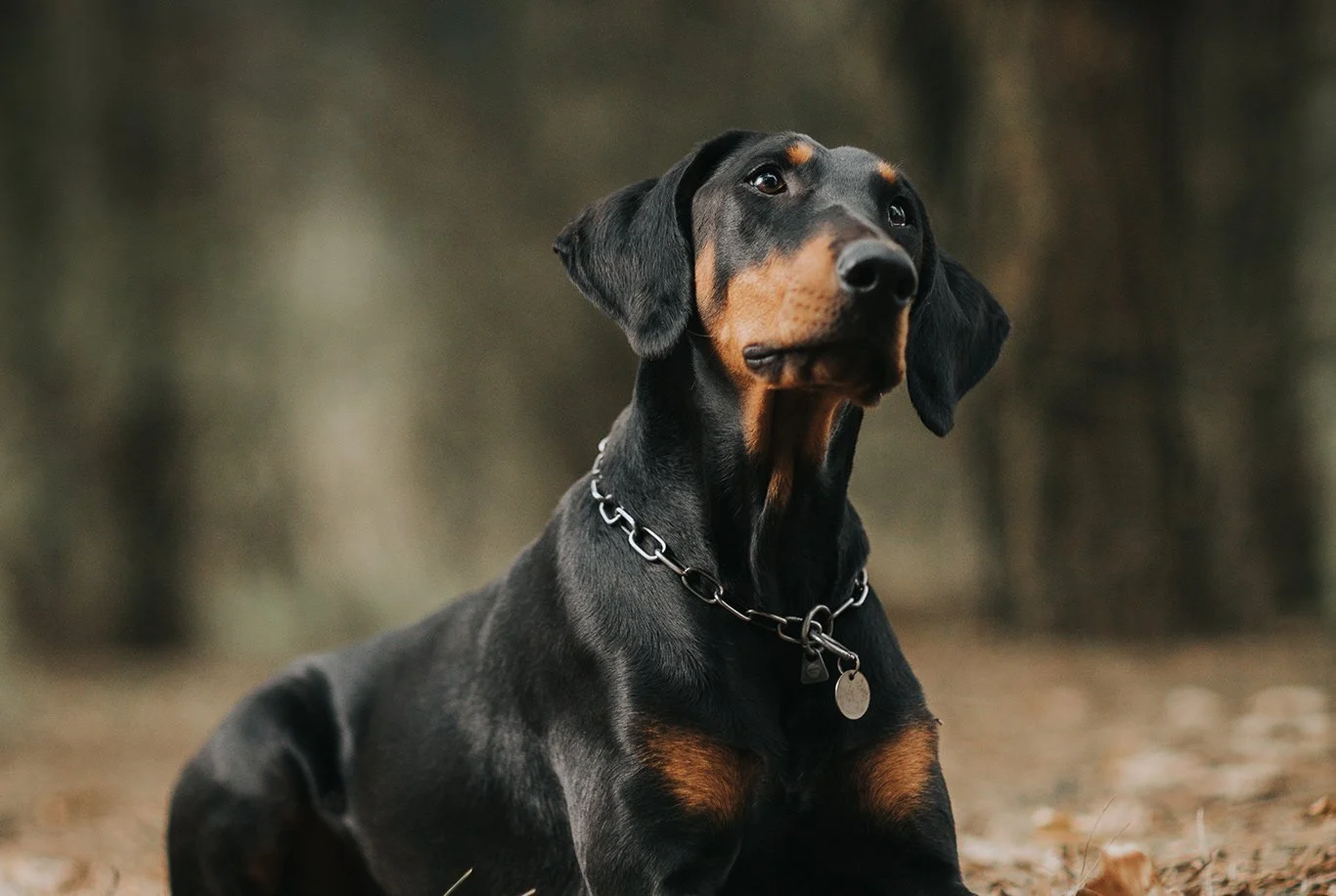 Doberman Pinscher
