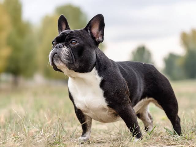 French Bulldog