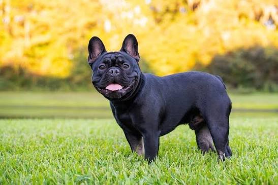 French Bulldog