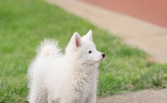 Japanese Spitz