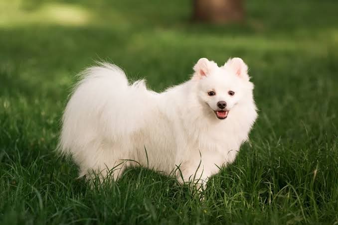 Japanese Spitz