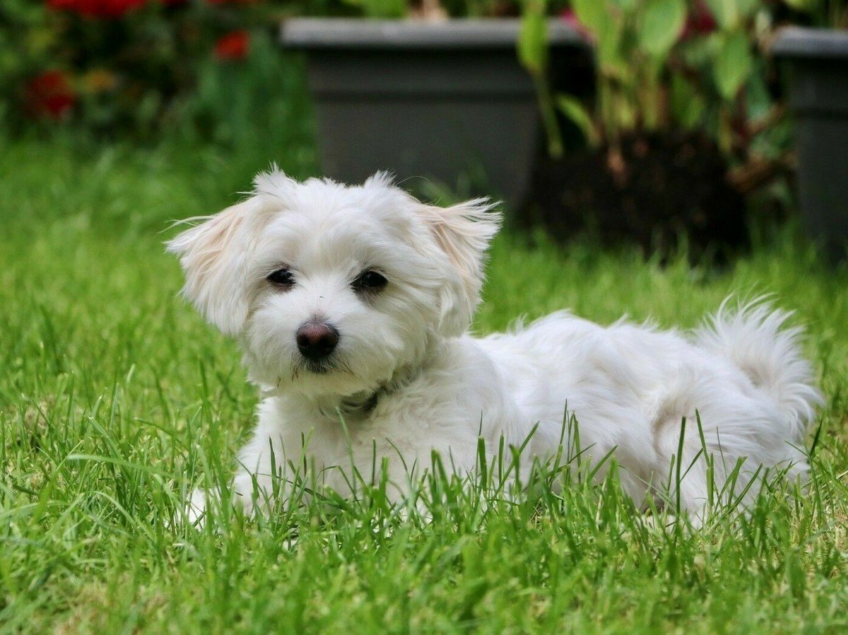 Maltese