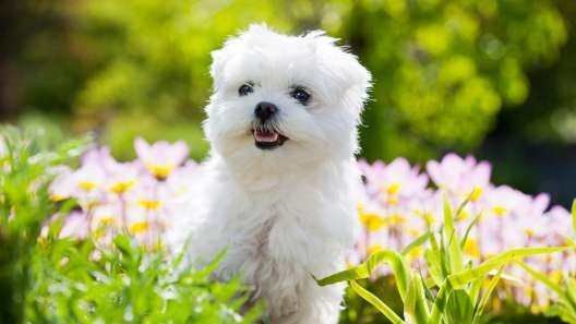 Maltese