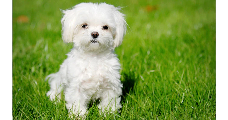 Maltese