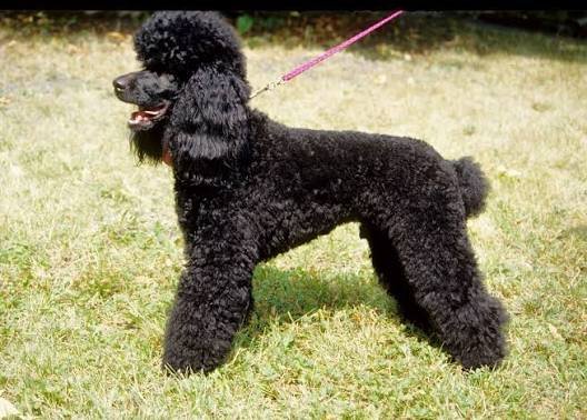 Medium Poodle