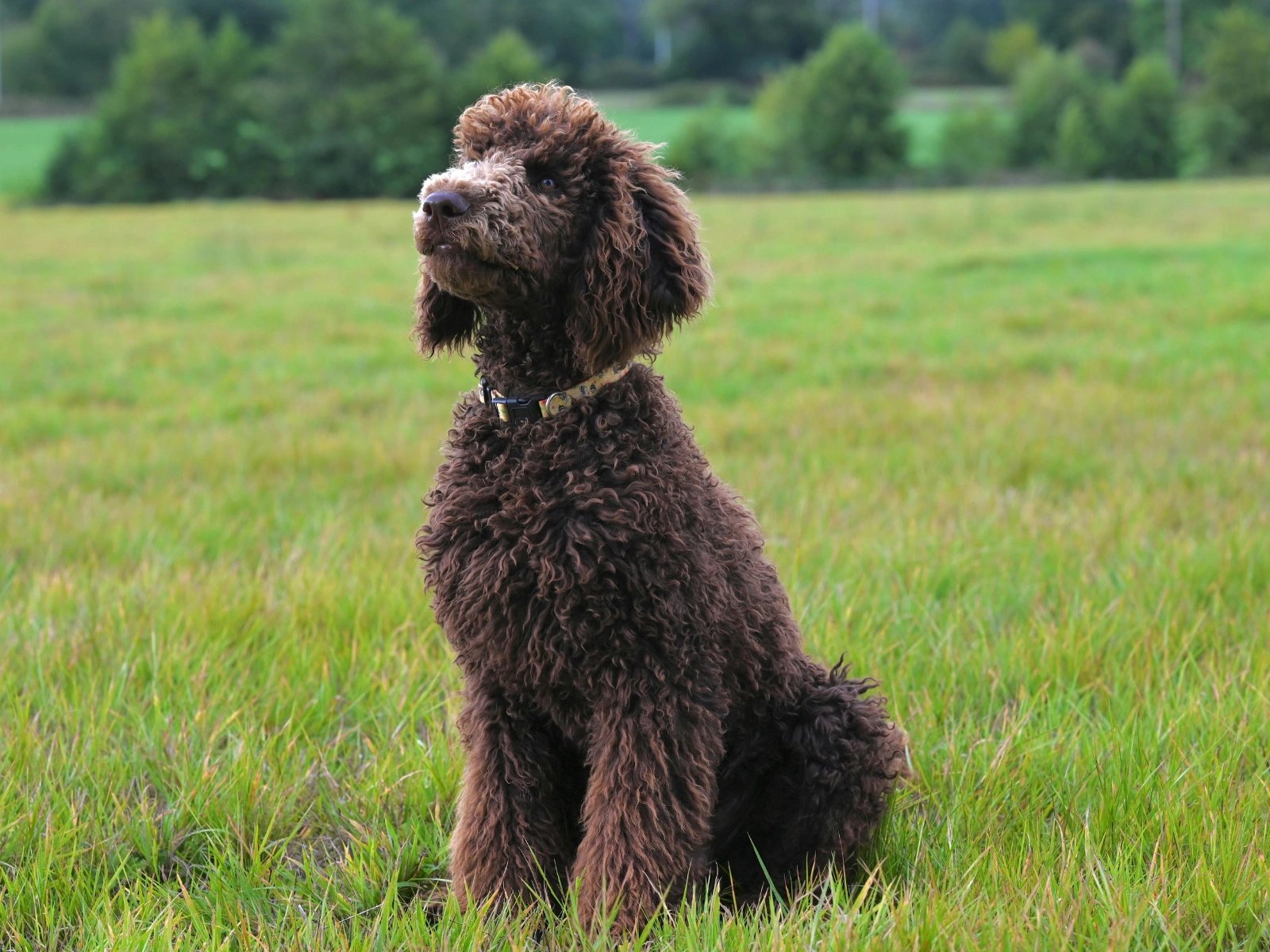 Medium Poodle