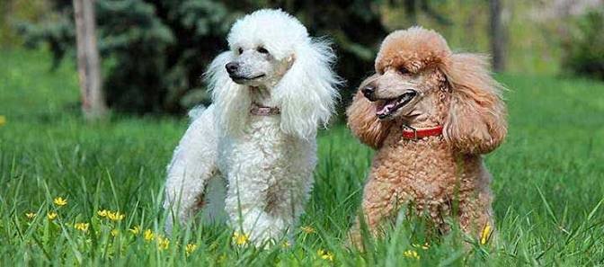 Medium Poodle