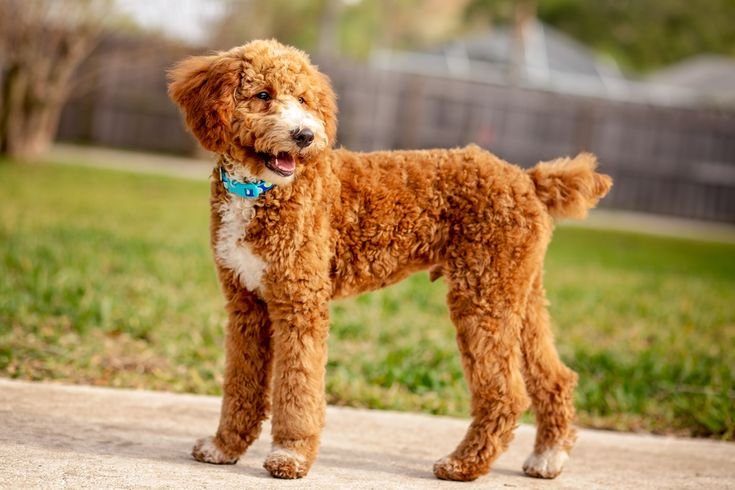Medium Poodle
