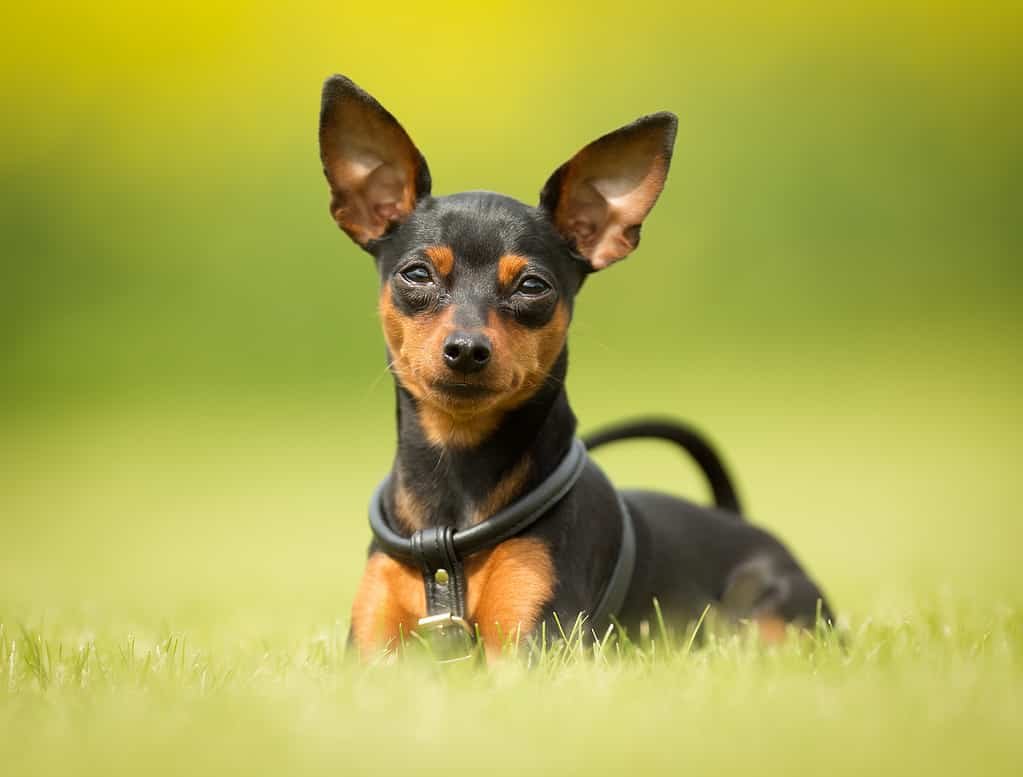 Miniature Pinscher
