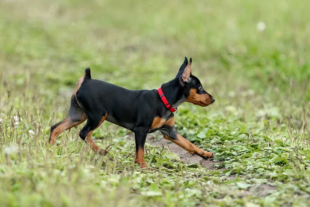 Miniature Pinscher