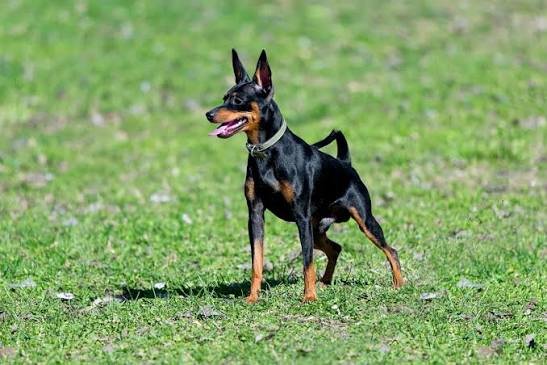 Miniature Pinscher