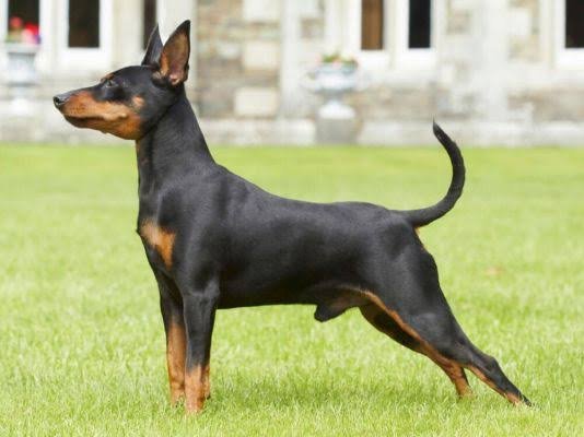 Miniature Pinscher