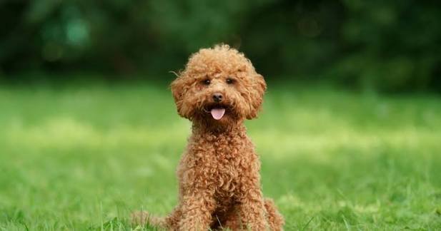 Miniature Poodle