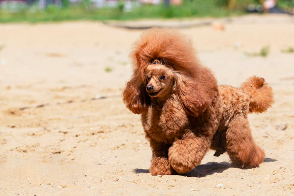 Miniature Poodle