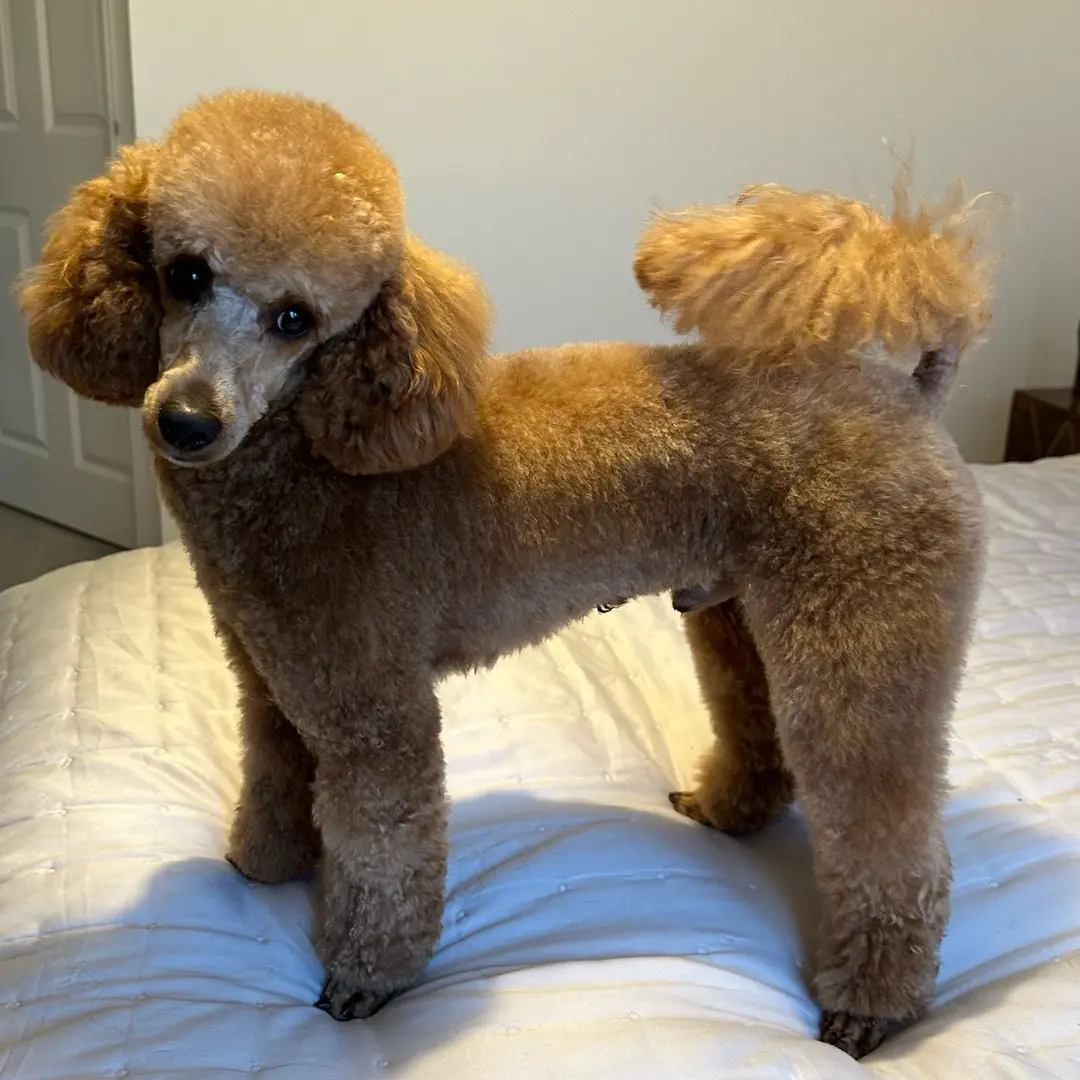 Miniature Poodle