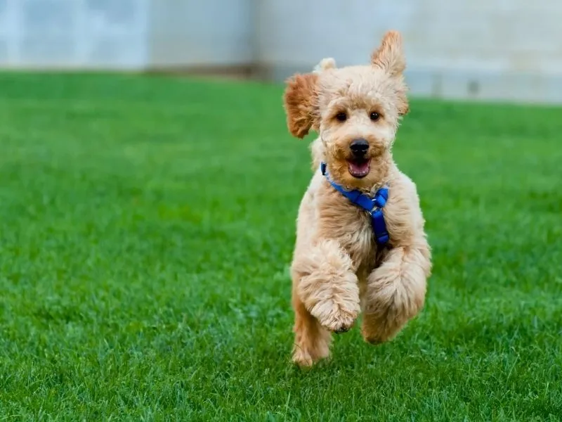 Miniature Poodle