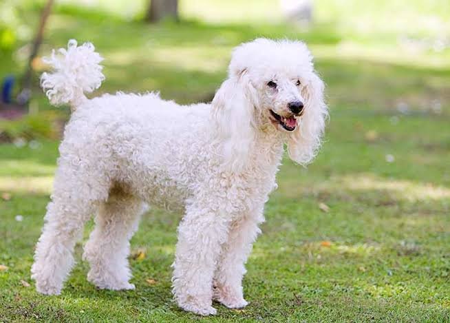 Miniature Poodle
