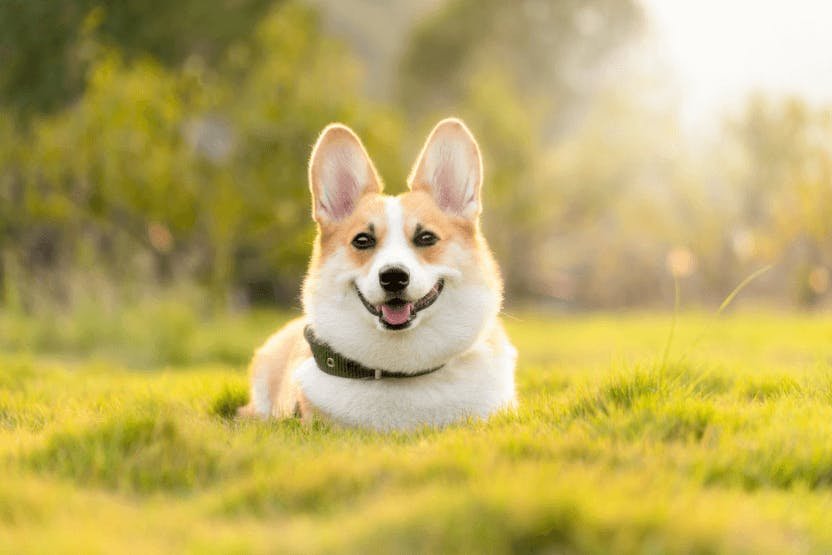 Pembroke Welsh Corgi
