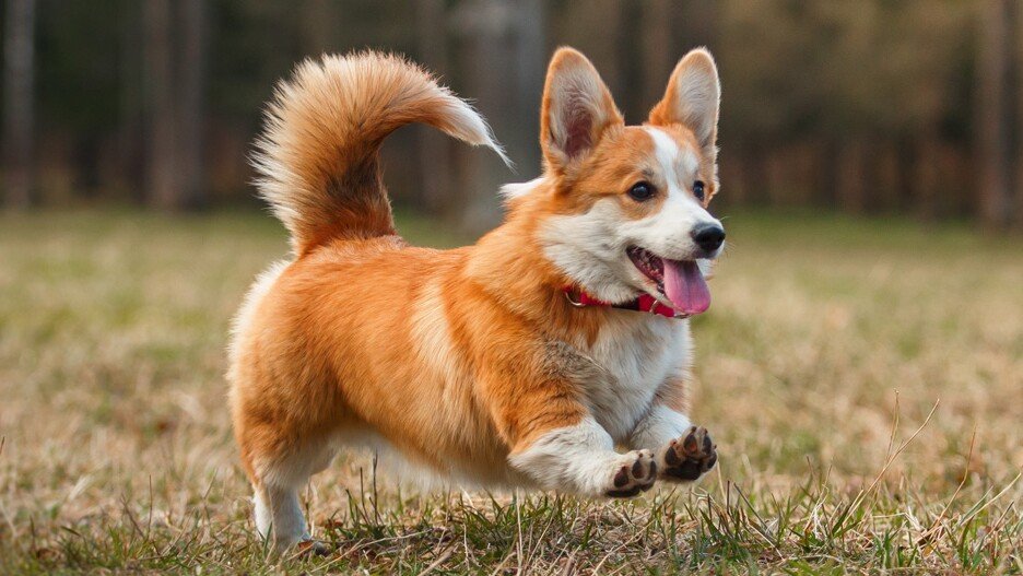 Pembroke Welsh Corgi