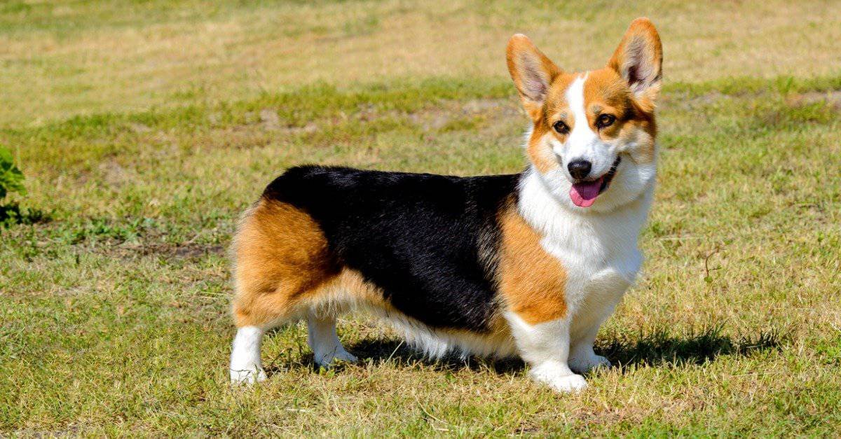 Pembroke Welsh Corgi