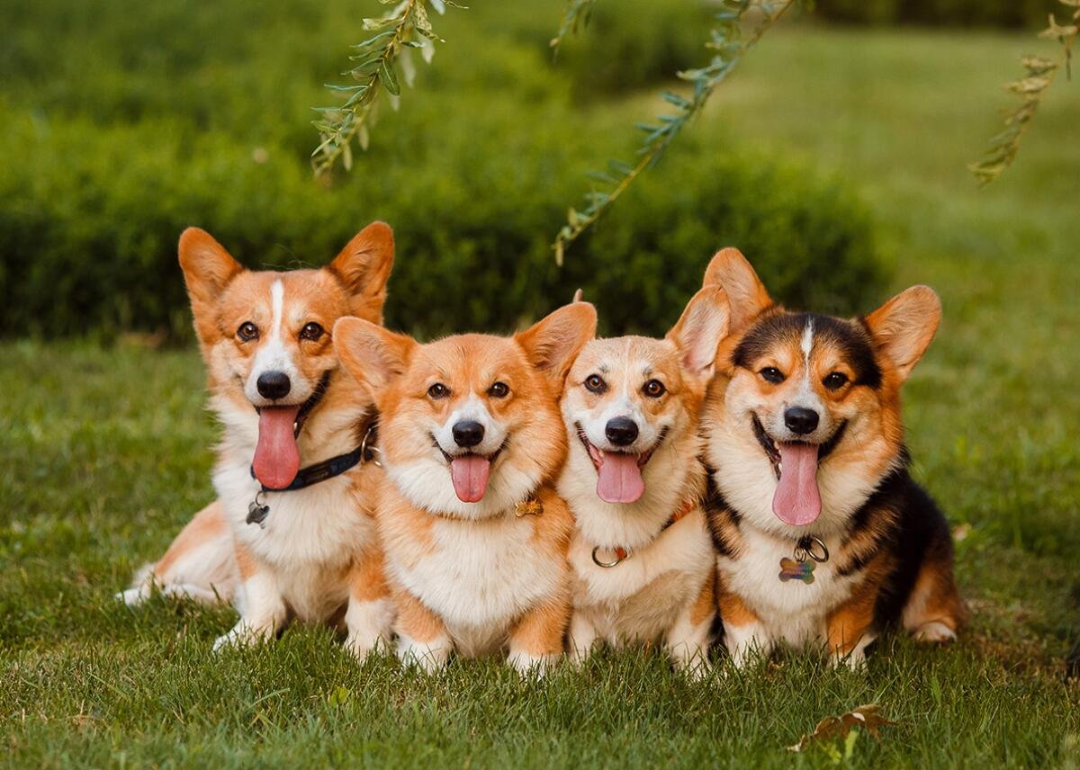 Pembroke Welsh Corgi