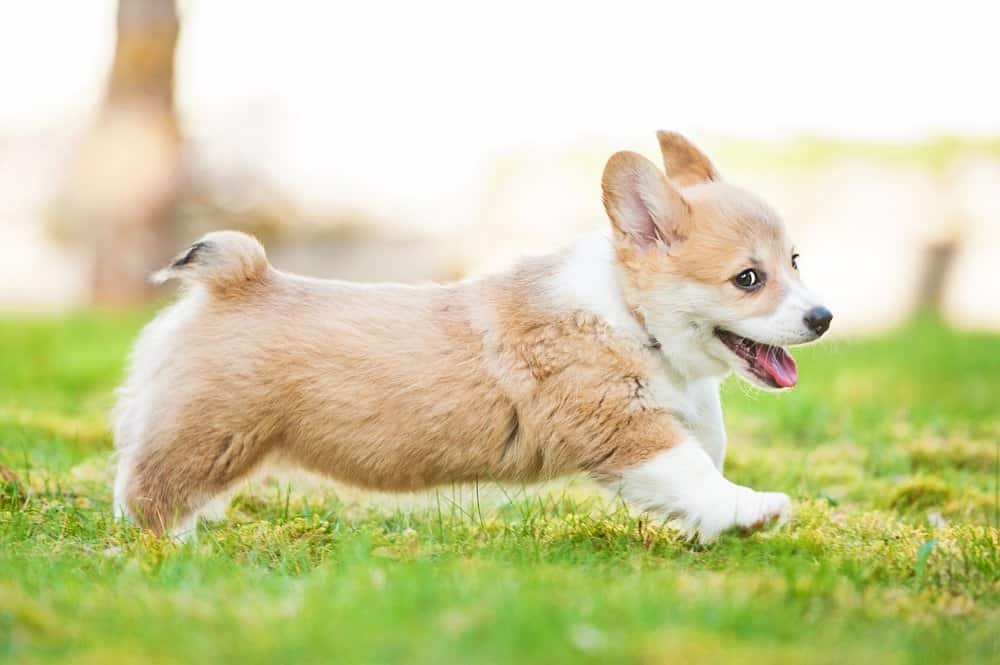 Pembroke Welsh Corgi