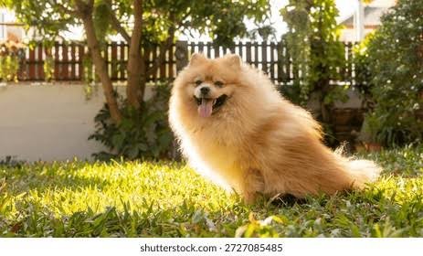 Pomeranian