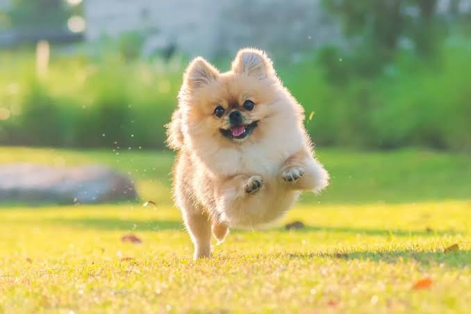 Pomeranian