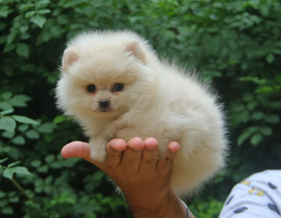 Pomeranian