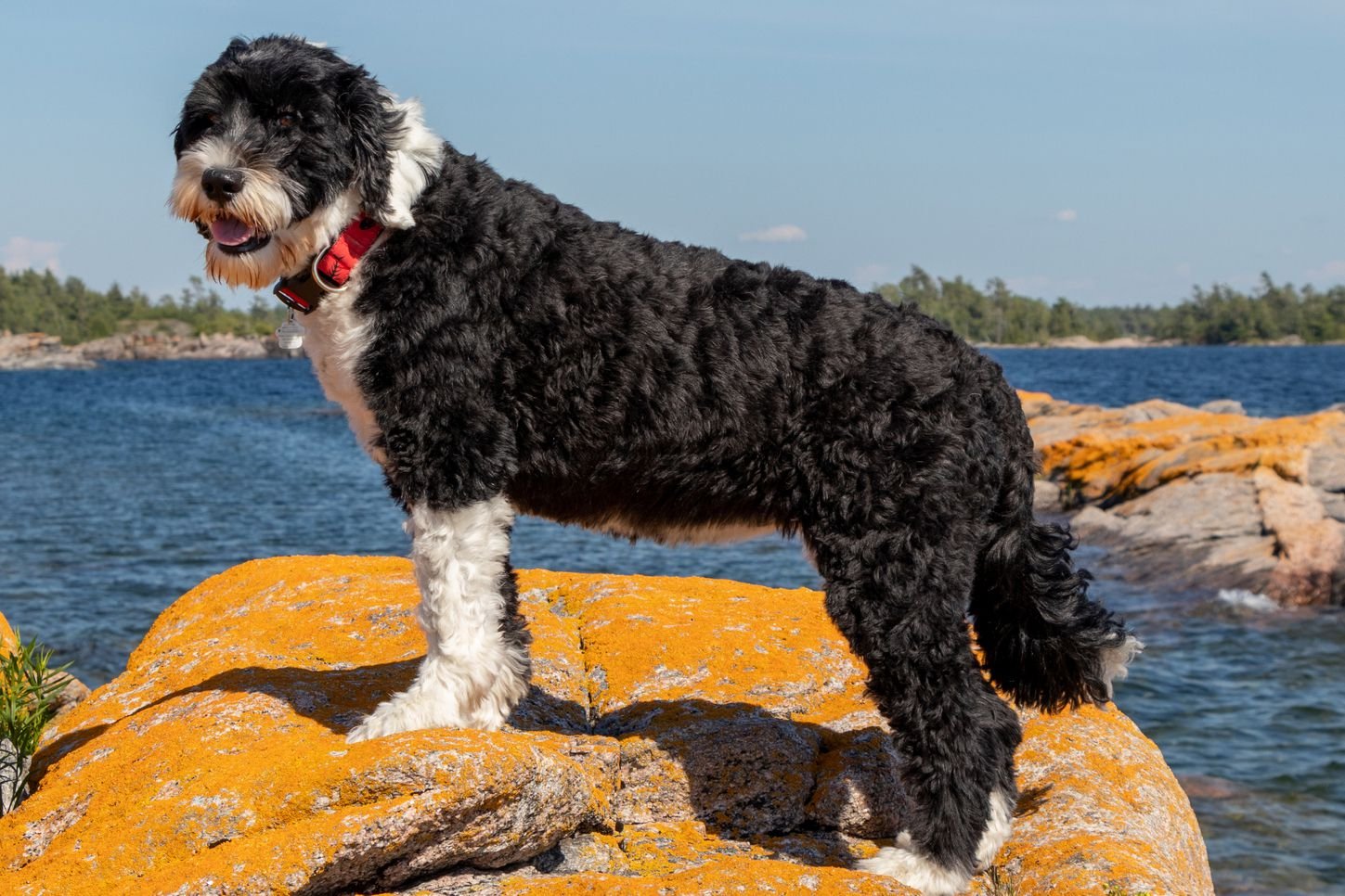 Anjing ras Portuguese Water Dog