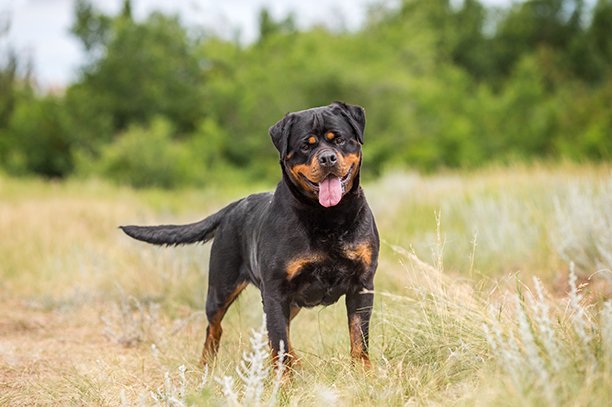 Rottweiler