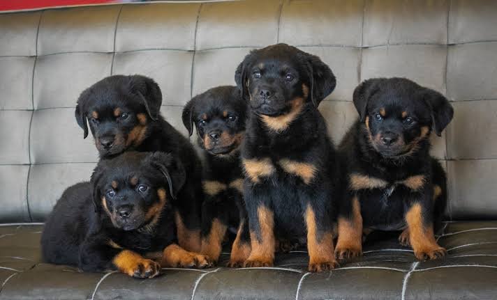 Rottweiler