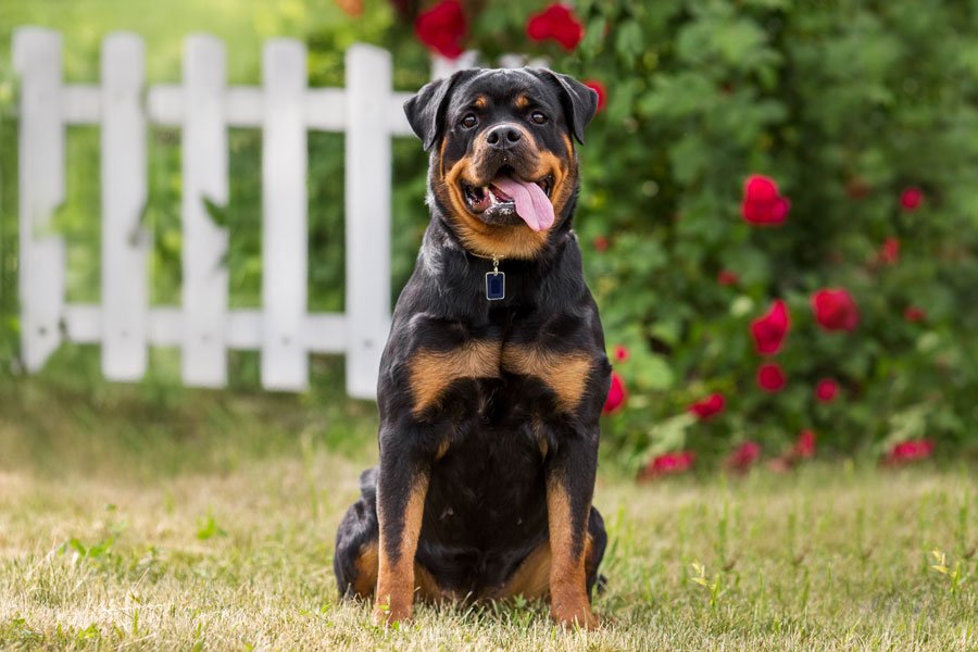 Rottweiler