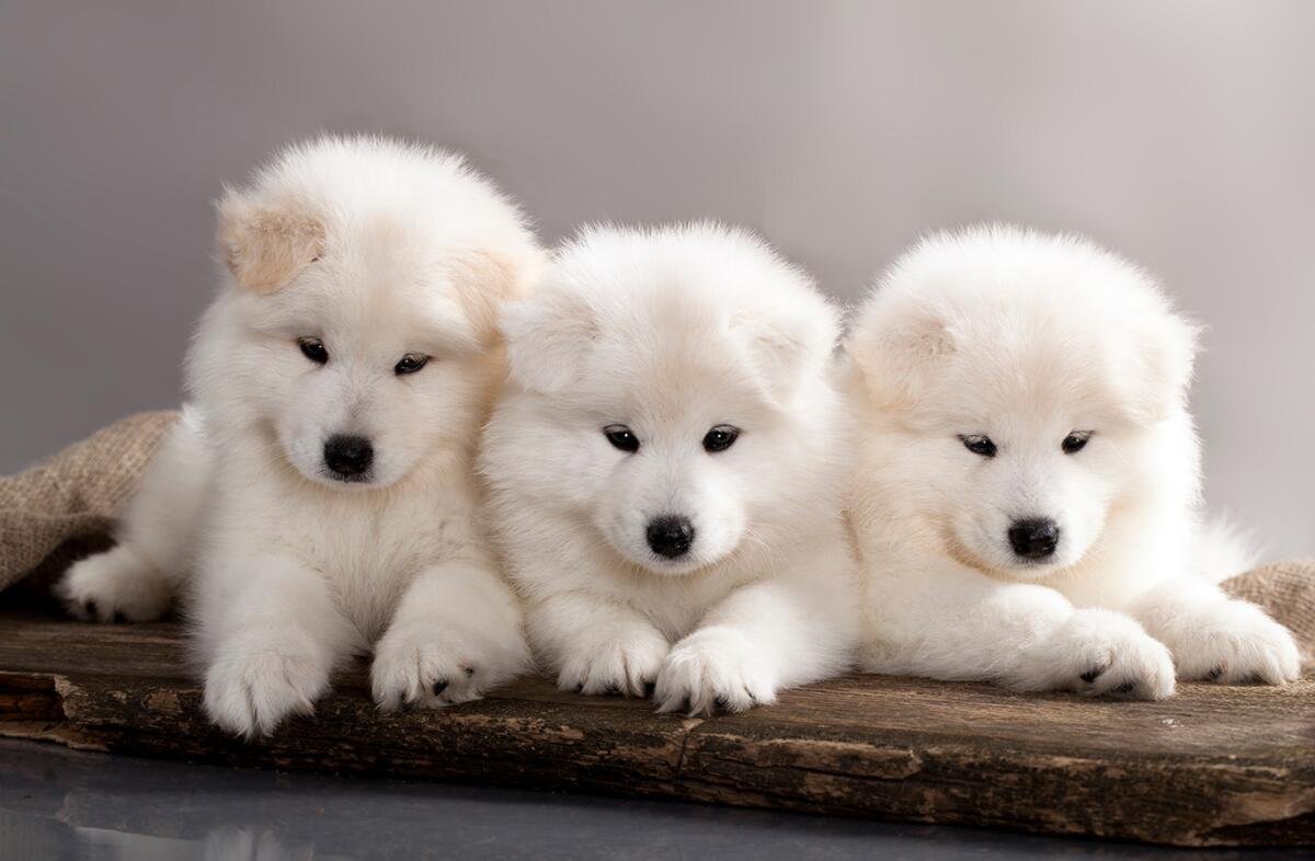 Samoyed