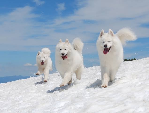 Samoyed