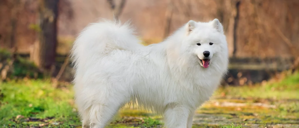 Samoyed