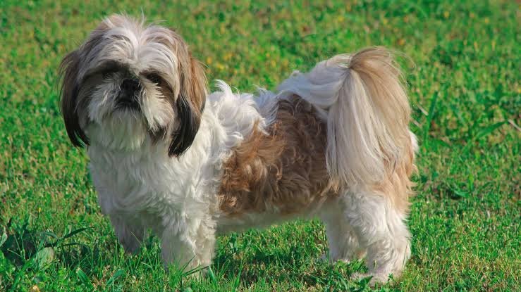 Shih Tzu