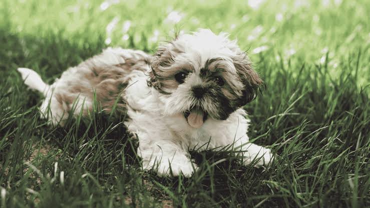 Shih Tzu