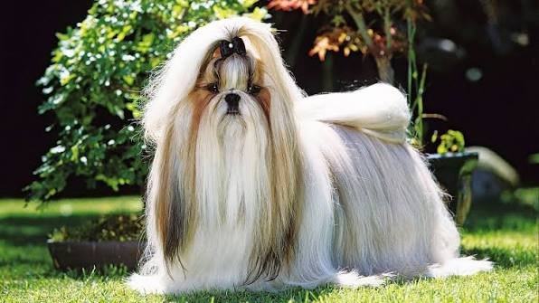 Shih Tzu