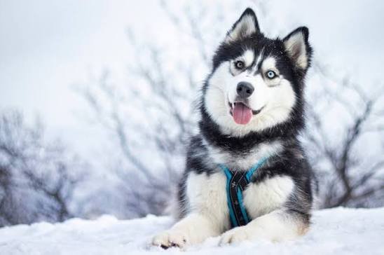 Siberian Husky