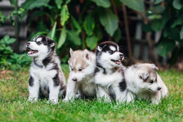 Siberian Husky