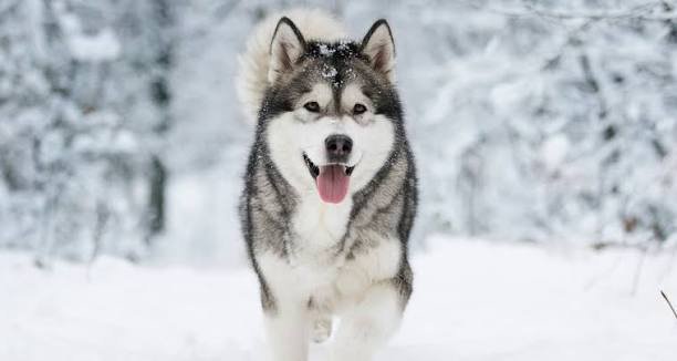 Siberian Husky