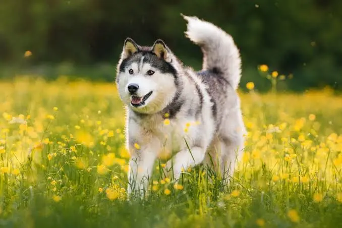Siberian Husky