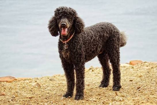 Standard Poodle