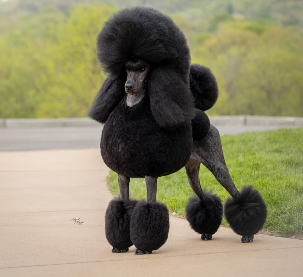 Standard Poodle