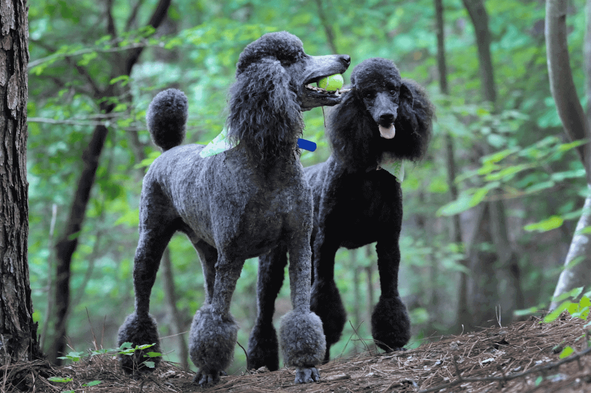 Standard Poodle