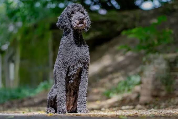 Standard Poodle